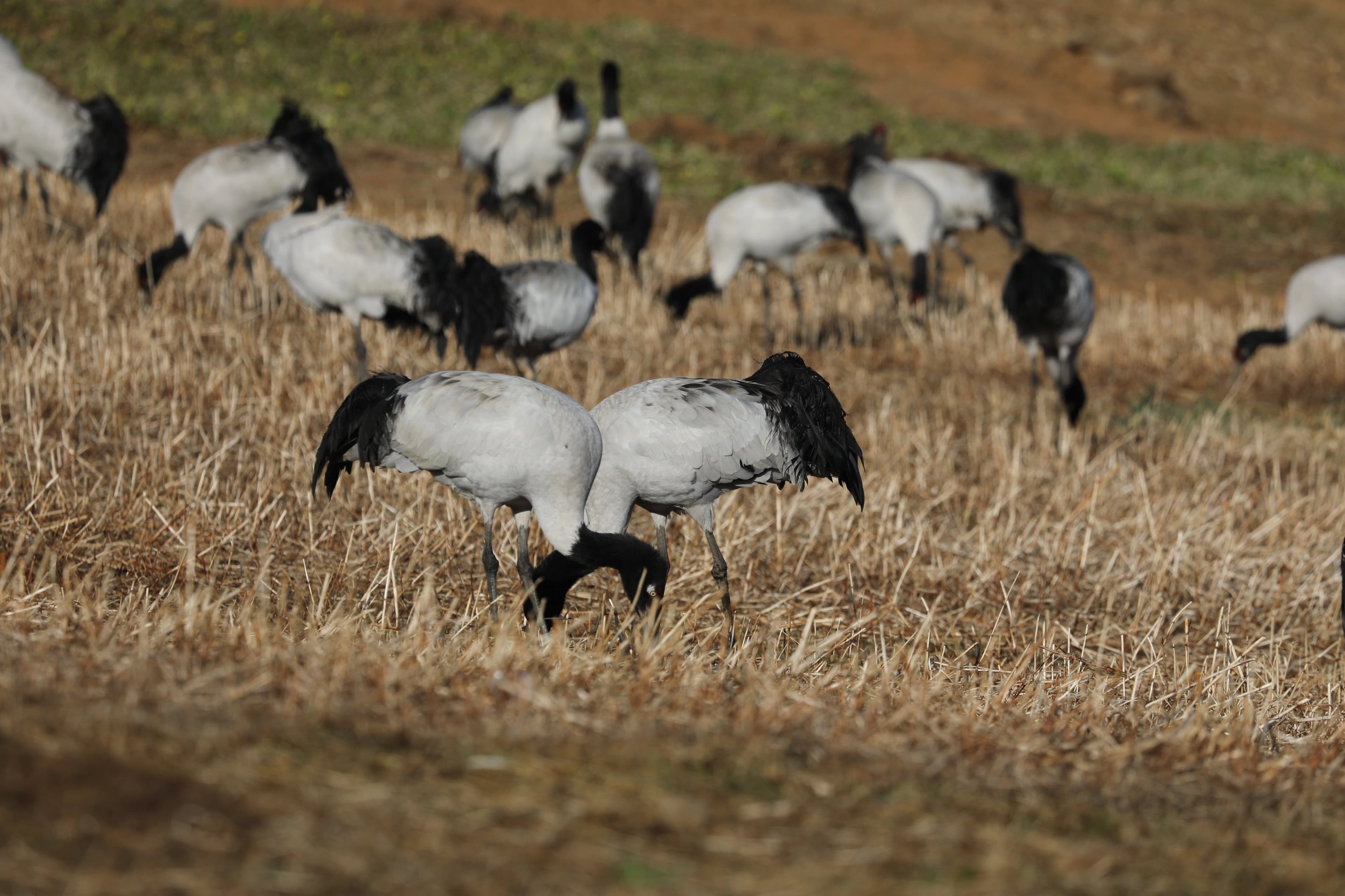 Bird Watching image 2