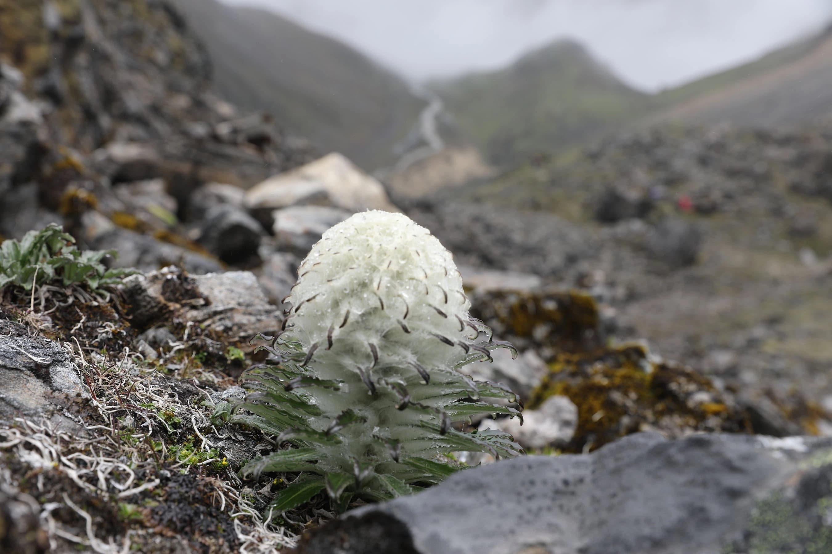 Botanical Trips