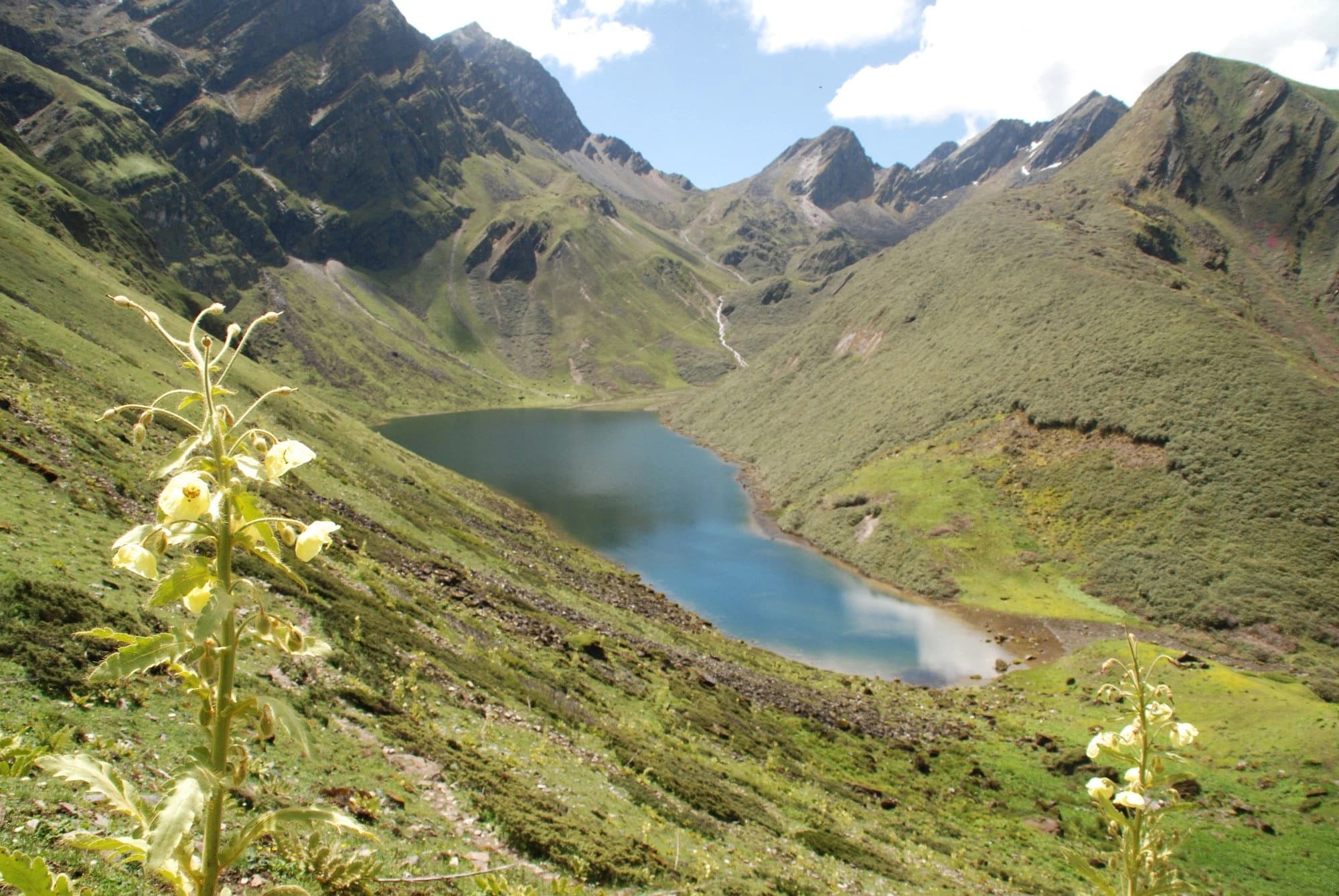 Botanical Trips image 3